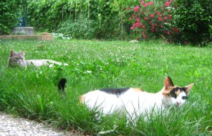 Tre gatte nel giardino